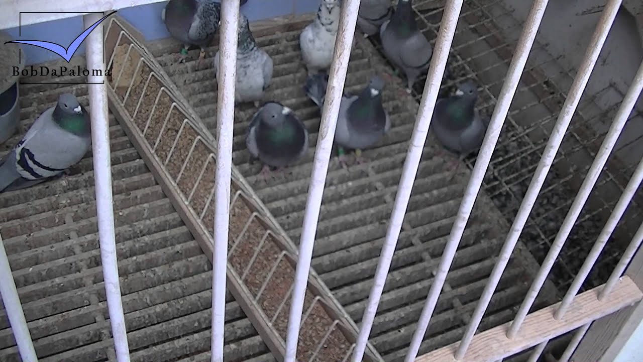 Yves Van De Poel [Racing Pigeons Loft / Taubenschlag / Palomar] (2013)