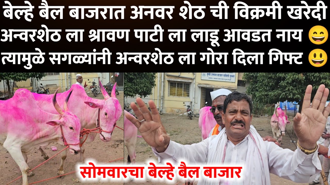 अनवर‌ शेठ यांची बेल्हे बैल बाजारात विक्रमी खरेदी..belhe bail bazar...सोमवारचा बेल्हे बैल बाजार..