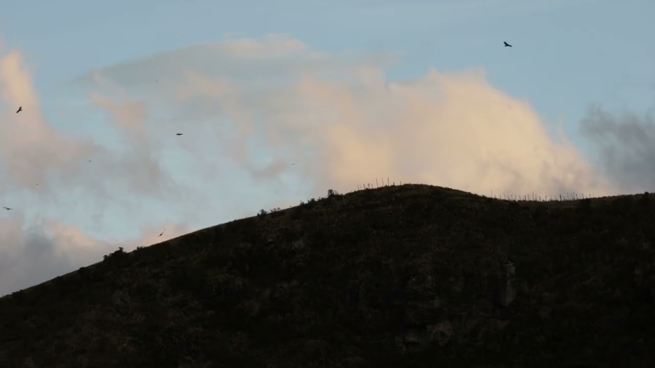 Cóndor Andino, Vultur gryphus, Andean Condor