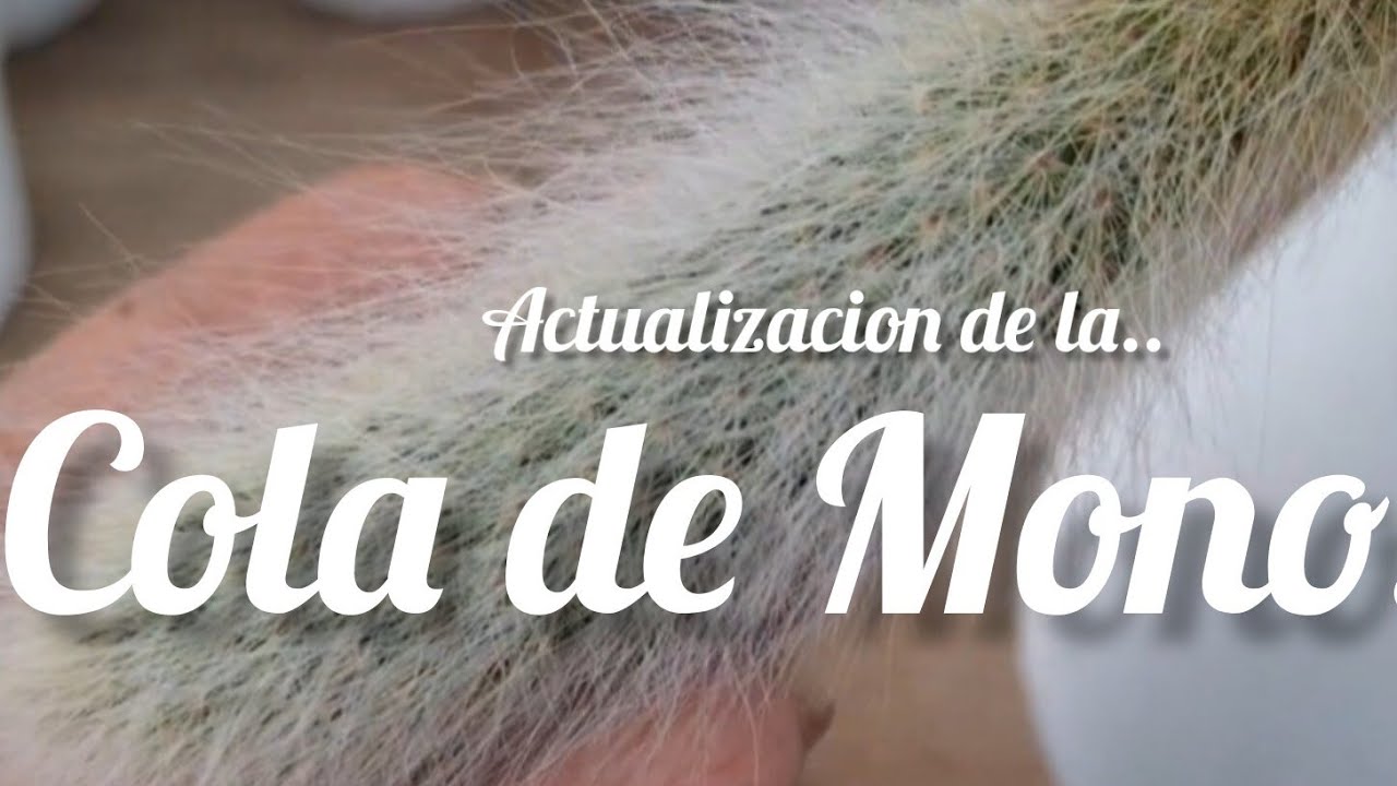 Actualizacion de La Cola de Mono..retiramos hijuelos #cactus #cactusysuculentas