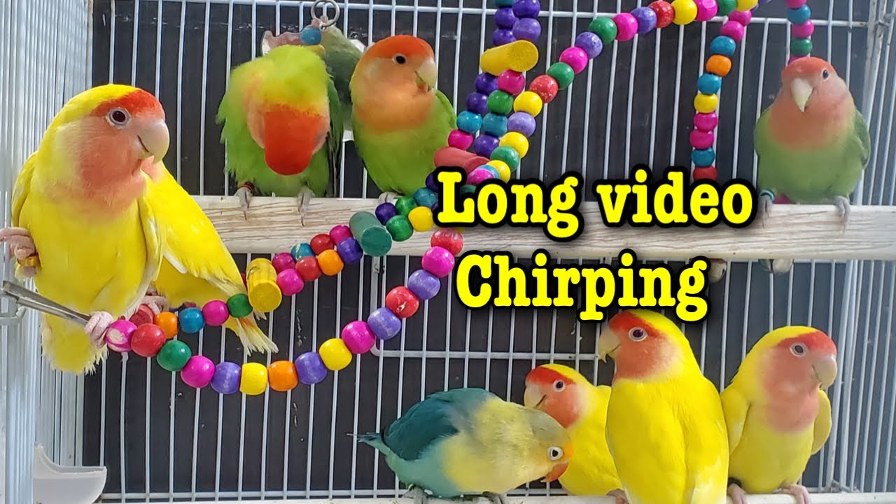 Fun Playtime with Love Bird Chirping