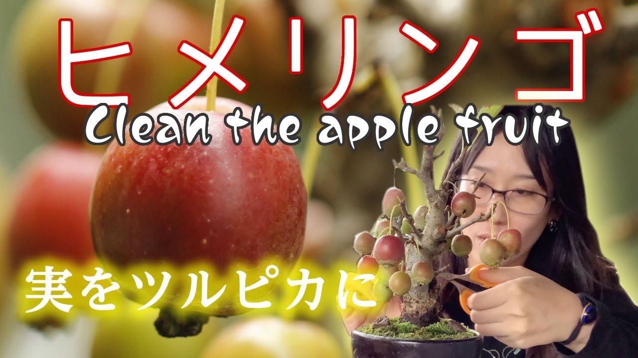 ヒメリンゴの実をツルピカにする【キミ盆】Clean the Princess apple