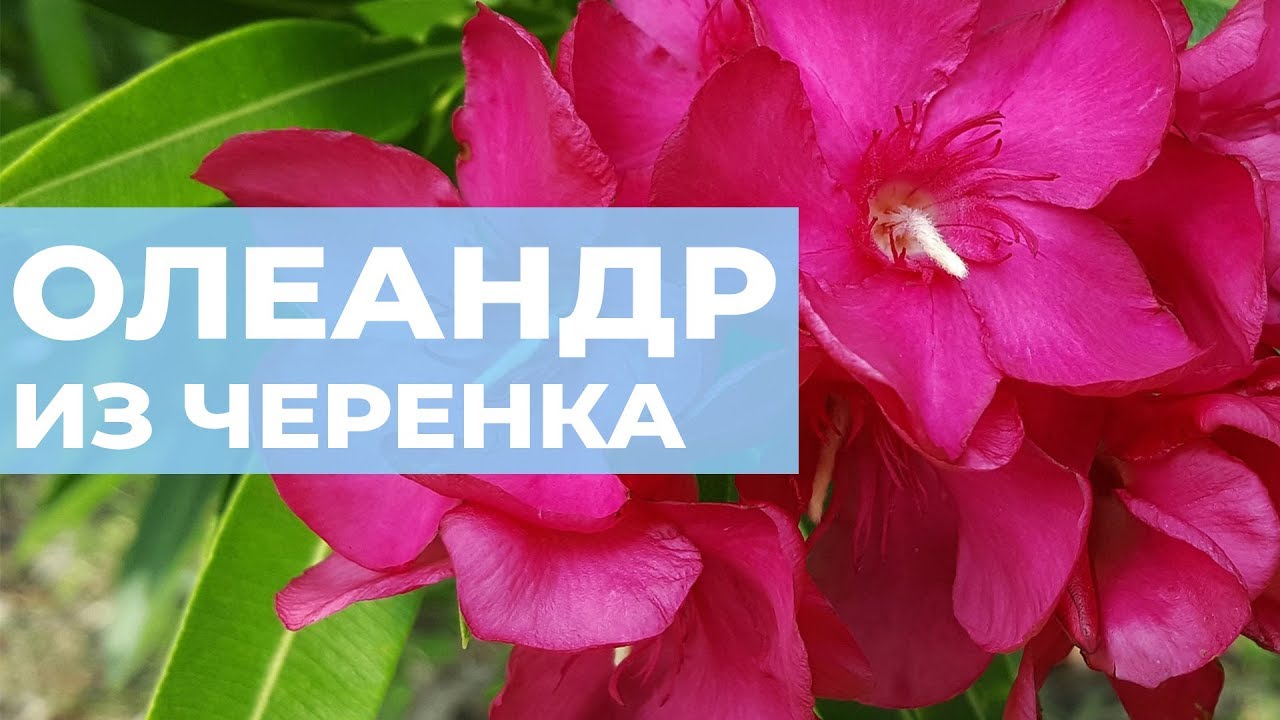 Как вырастить олеандр. Размножение черенком, посадка и уход.