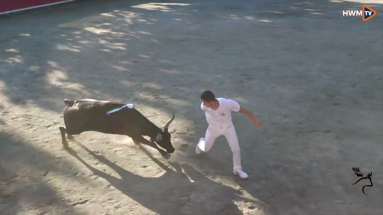 4ème course du trophée taurin Rhony Vistre Vidourle - Arènes d'Aigues-Vives