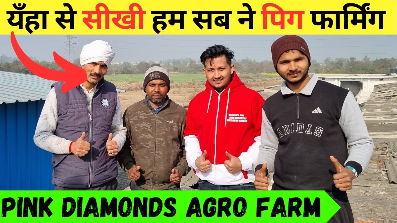 सुअर का व्यापार कैसे शुरू करें || Pig Farm Business Training || Pig Farming || Satish Rajput