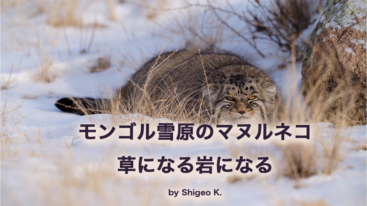 モンゴル雪原のマヌルネコ　　草になる岩になる