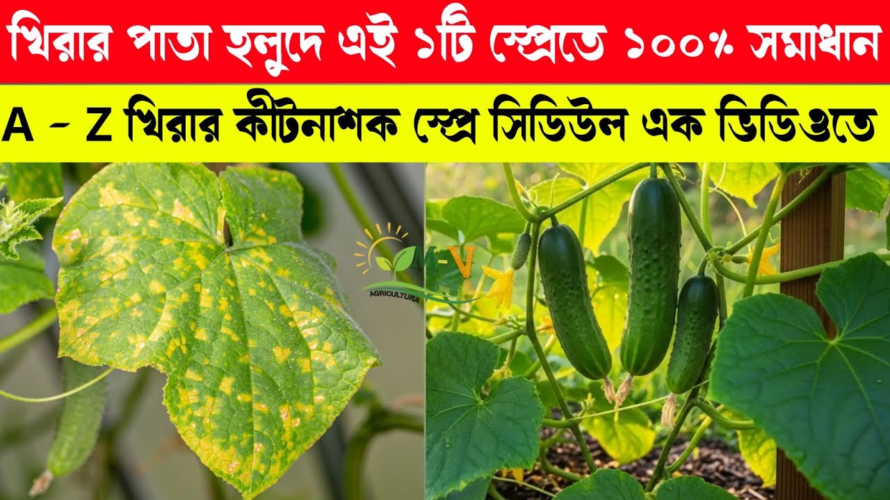 খিরা/শসা পাতা হলুদ হলে করণীয় কি | খিরা/শসার পাতা কুঁকড়ে গেলে উপায় | খিরার A টু Z স্প্রে সিডিউল ২০২৬ 