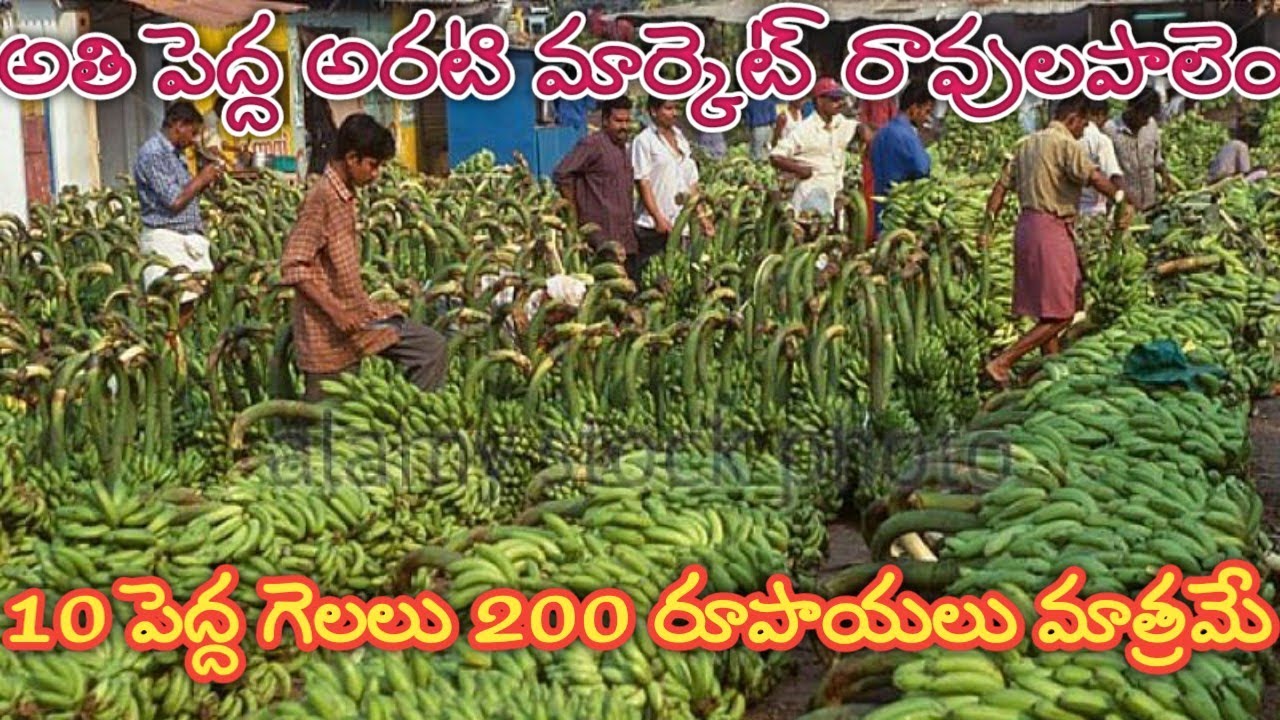 అతి పెద్ద అరటి మార్కెట్ రావులపాలెం|biggest banana market in ravulapalem|10గెలలు 200 మాత్రమే 😇