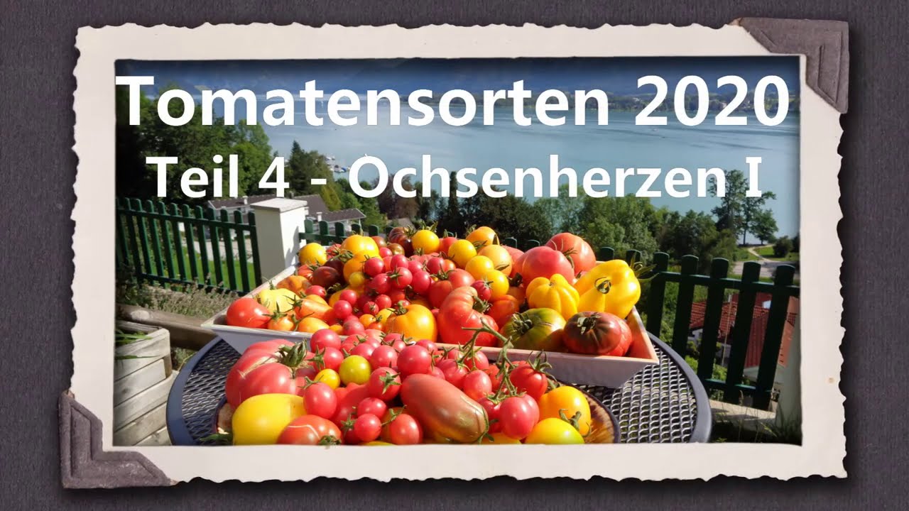 Tomatensorten 2020 Teil 4 - Ochsenherzen I