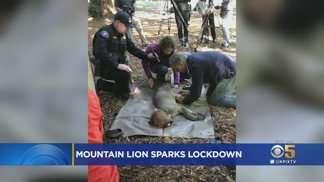 Rohnert Park Mountain Lion Tranquilized, Relocated After Prompting Middle School Lockdowns