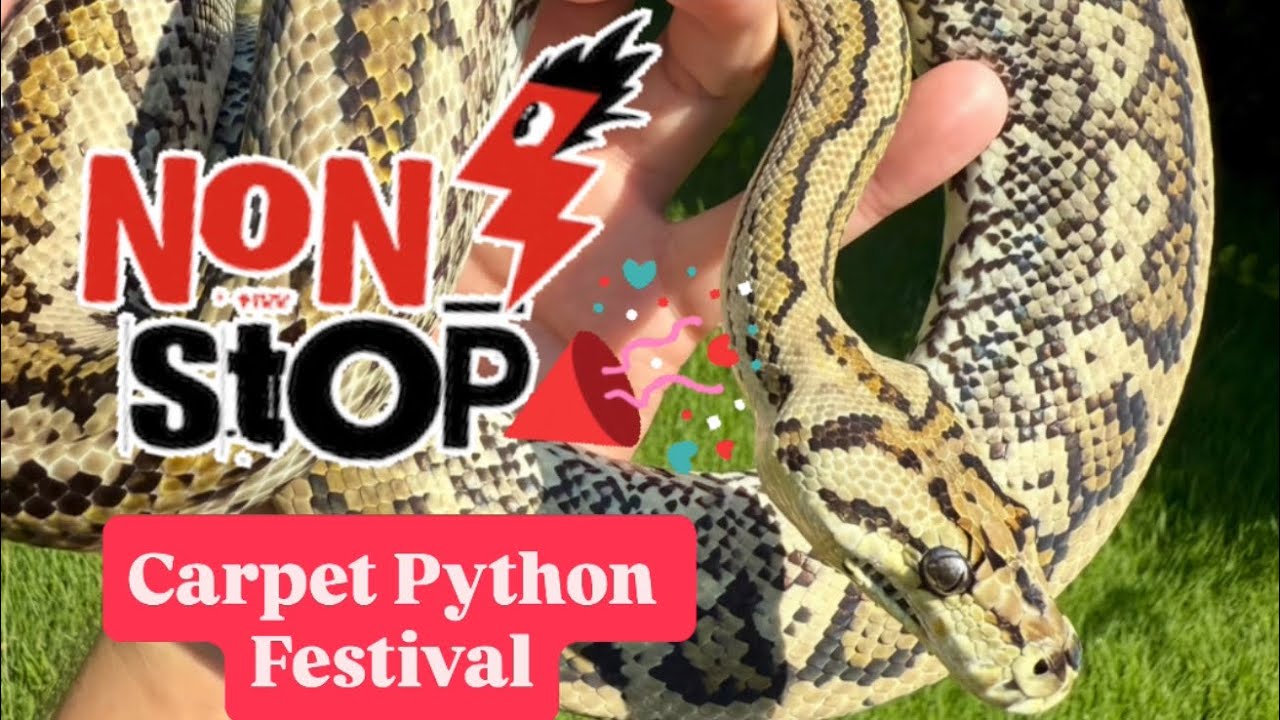 All of Our Carpet Pythons in 1 Video‼️‼️‼️