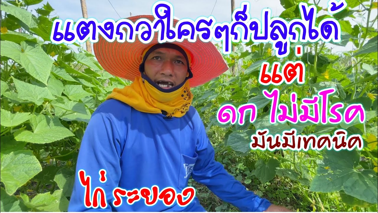 วิธีปลูก ดูแลแตงกวา ไส่ฮอโมน ไส่ปุ๋ย แปลงเพศ  | เกษตรผสมผสาน | ไก่ ระยอง | บ่าวยุทธพาจ้วด