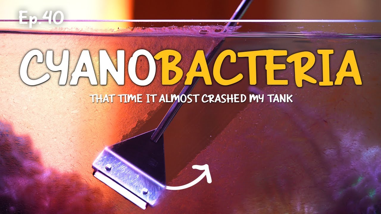 How to deal with Cyanobacteria in reef tank | Ep.40 Nano Reef Competition