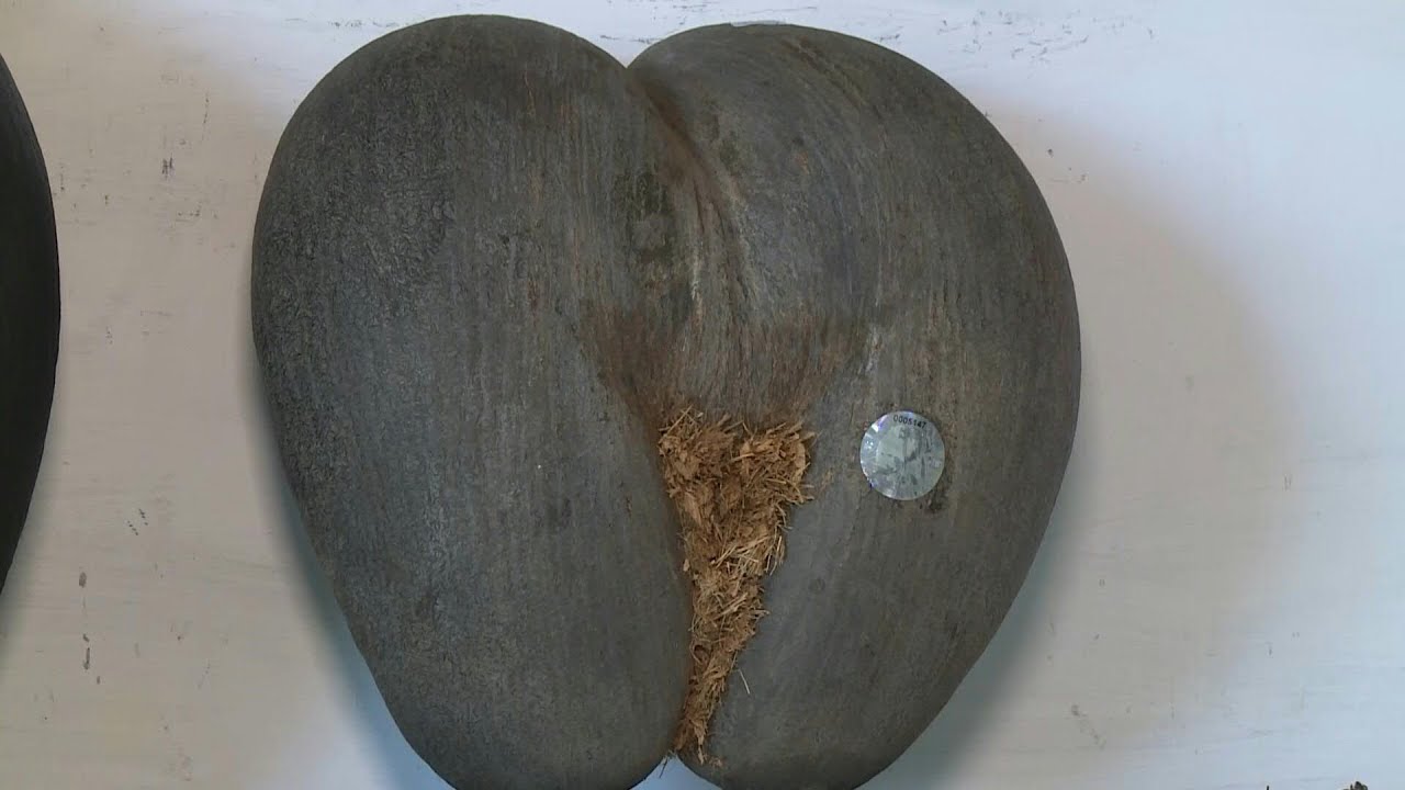 Booming business of the booty-ful nut of the Seychelles | AFP