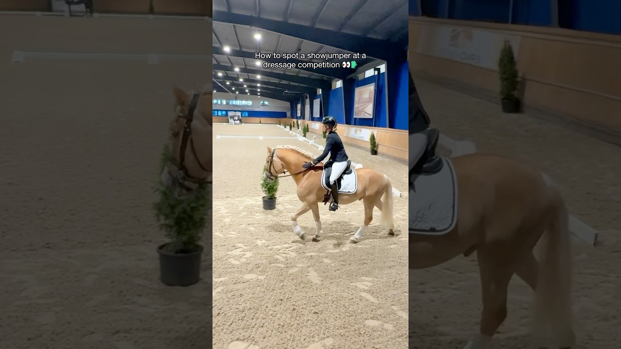 What is wrong?! 🧤 #pferd #dressur #dressage #showjumping
