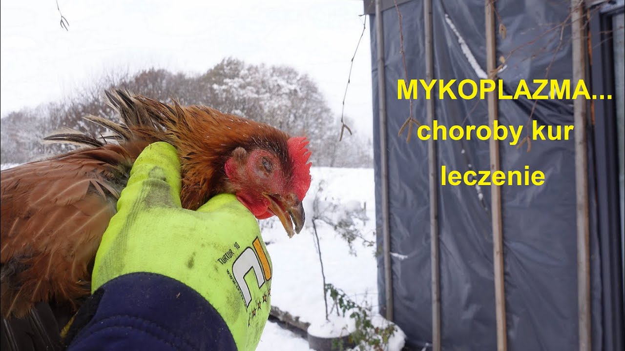 Mykoplazma choroba u kur, niosek. Szybkie działanie i efekty.