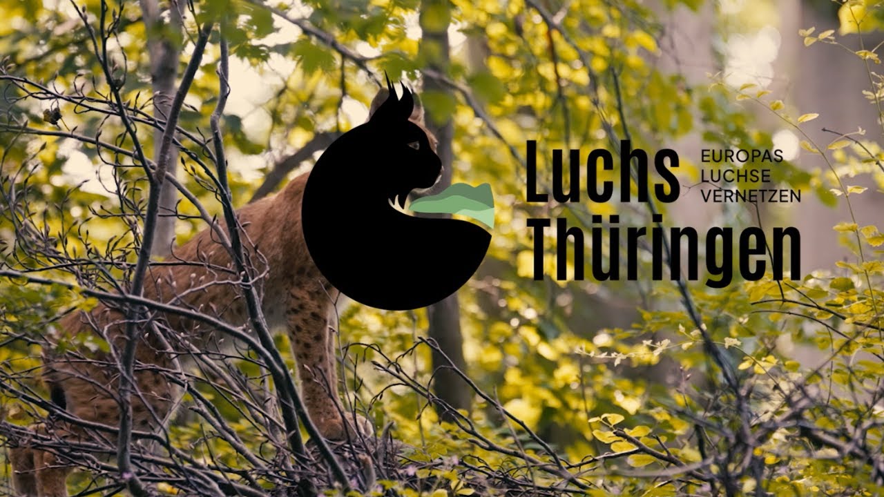 Luchs Thüringen –  Europas Luchse vernetzen