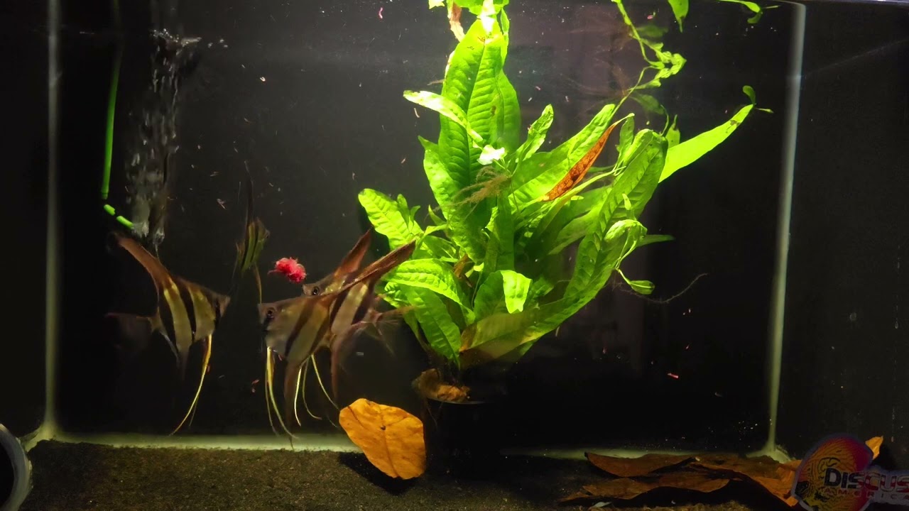 Rio Atabapo F1 Pterophyllum Altum angelfish (Captive Bred) - Group of 6 Silver Dollar+ size