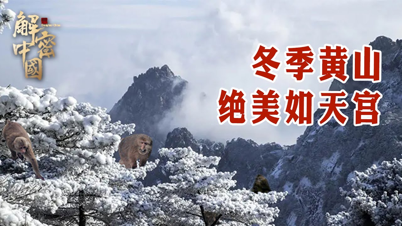 《印象大黄山》第二集  黄山的冬季美如天宫，猴群却在忍冬挨饿，没有食物该如何生存？【印象大黄山】