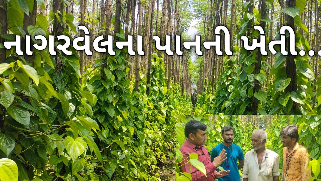 નાગરવેલના પાનની ખેતી ક્યાં અને કેવી રીતે કરવામાં આવે છે...?