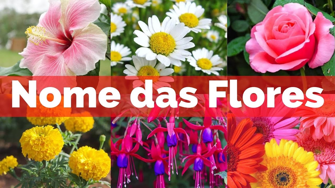 Nome de 27 FLORES populares para ter no seu Jardim. 