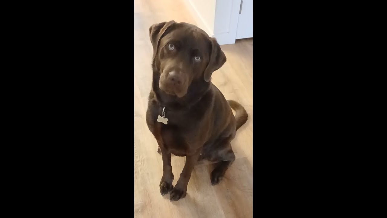 Meet My Buddy!