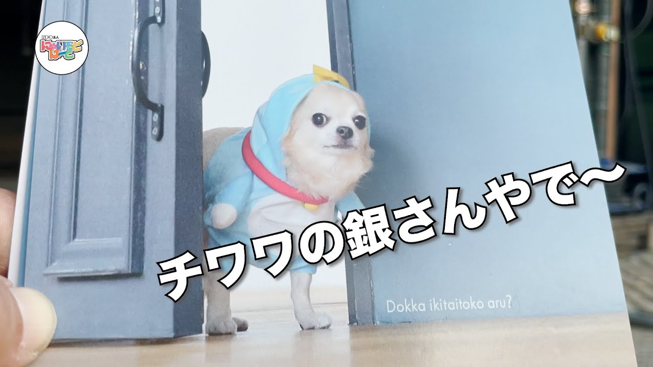 【寄付】売上の一部がにゃいるどにはーとへ！：チワワの銀さん