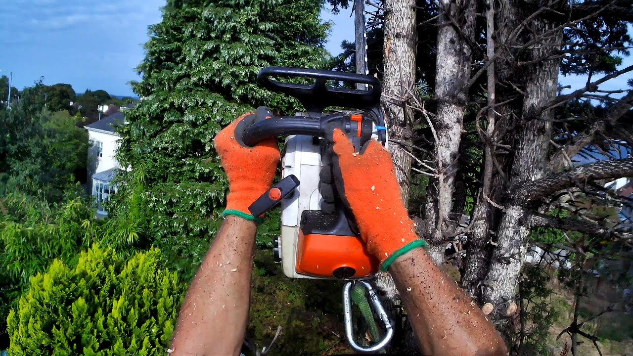 Storm damaged Cypress tree removal