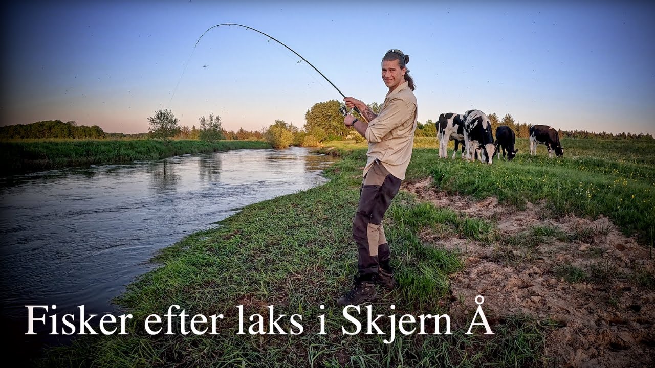 Fanger jeg min første laks i Skjern Å?
