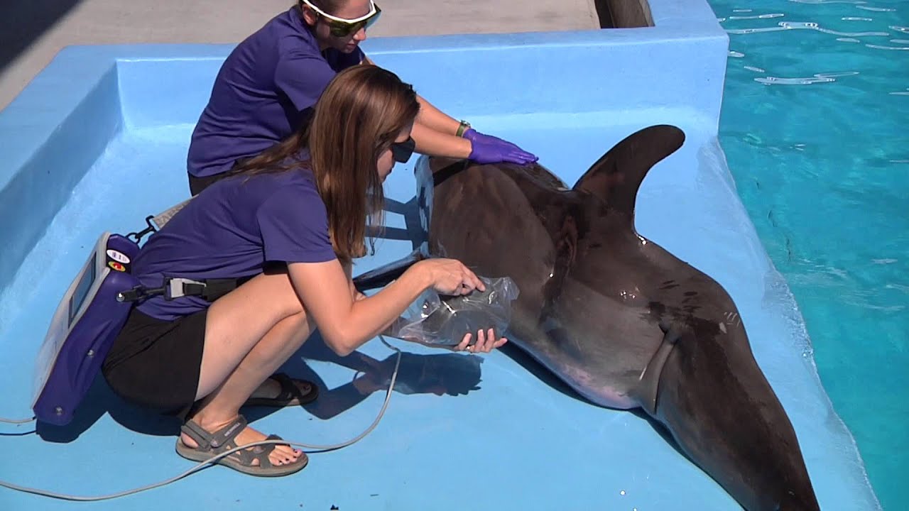 Astro - Rescued Rough toothed dolphin with Scoliosis at Gulf World Marine Park