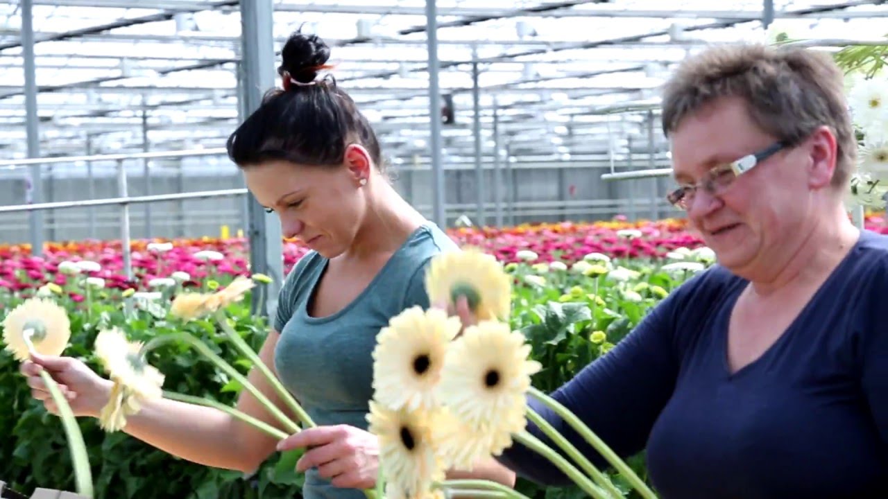abflexkracht instructiefilm  medewerkers Kwekerij Esmeralda (NL)