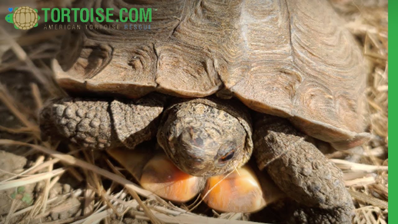 Happy Turtles at American Tortoise Rescue | American Tortoise Rescue