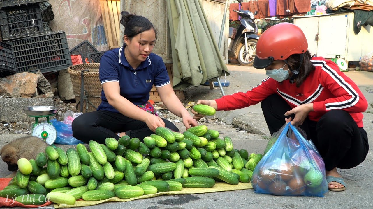 Harvesting Cucumber Garden goes to the market sell | Lý Thị Ca