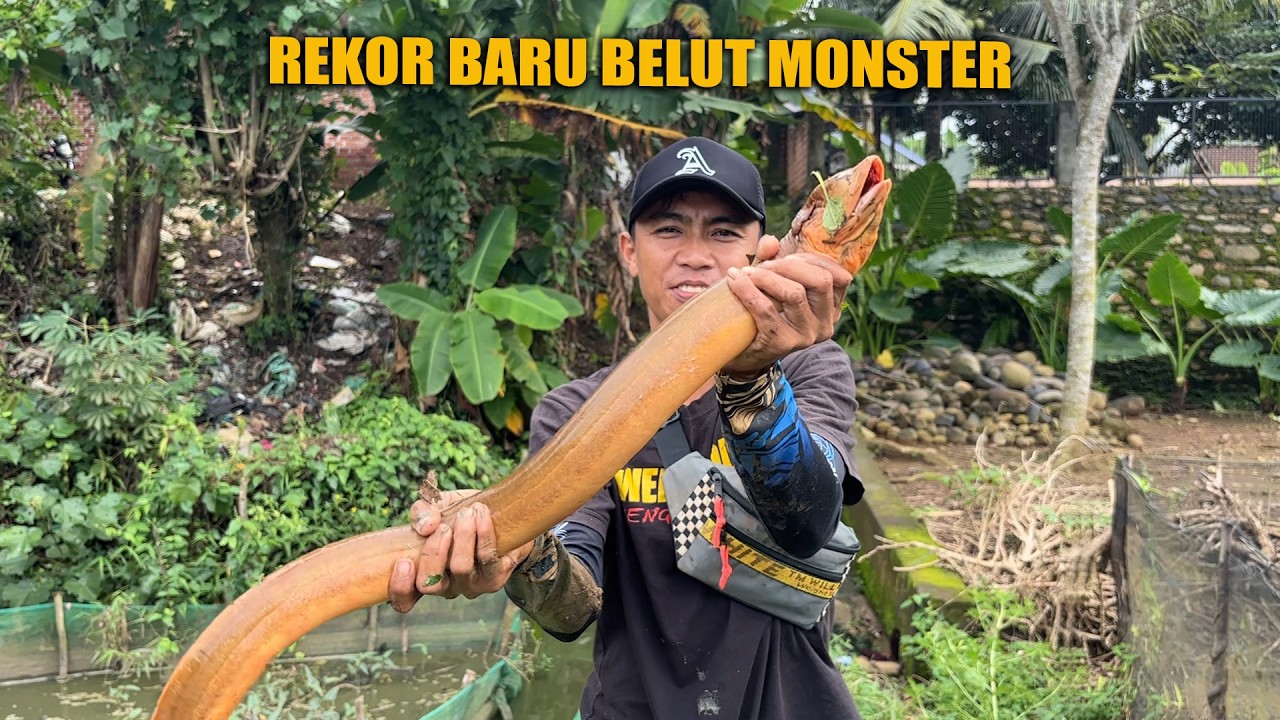 DUA REKOR TERBARU BELUT MONSTER 2026