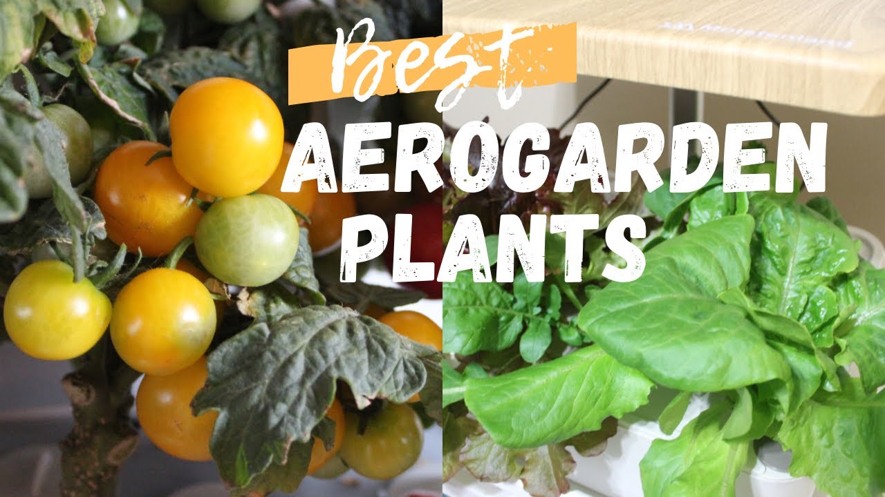 BEST Plants to Grow in the AeroGarden | Hydroponic Garden