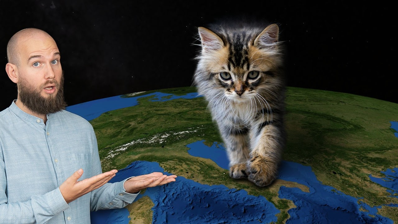 Da dove vengono i Gatti?