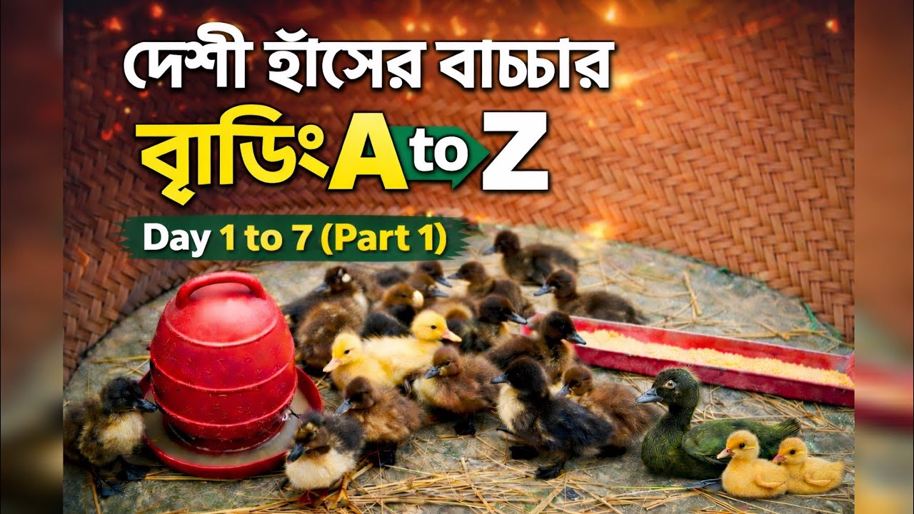 বাড়িতে দেশী হাঁসের বাচ্চার ব্রুডিং শিখুন(১ম দিন-৭ম দিন)|হাসের বাচ্চা পালন|@farmer4361