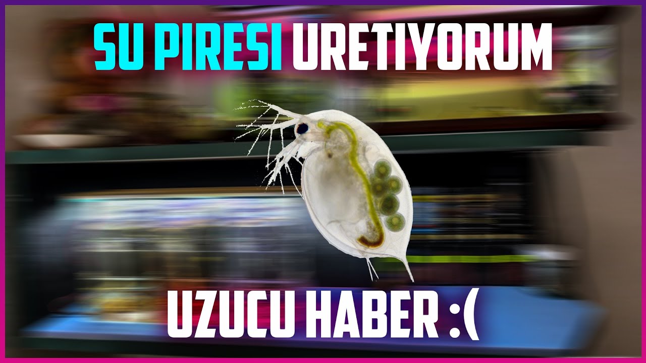 Akvaryum Tabanı | Su Piresi &Uuml;retiyorum | &Uuml;z&uuml;c&uuml; haber