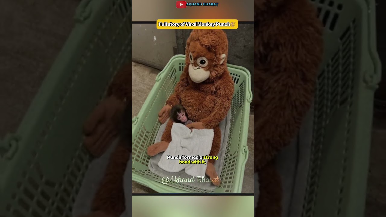 Abandoned by His Mother, This Toy Is Now Punch&rsquo;s🐒Only Family💔&mdash; A Silent Story of Loss & Survival
