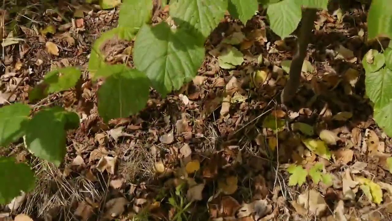 Erste Eindrücke des Yamadori - Herbstes