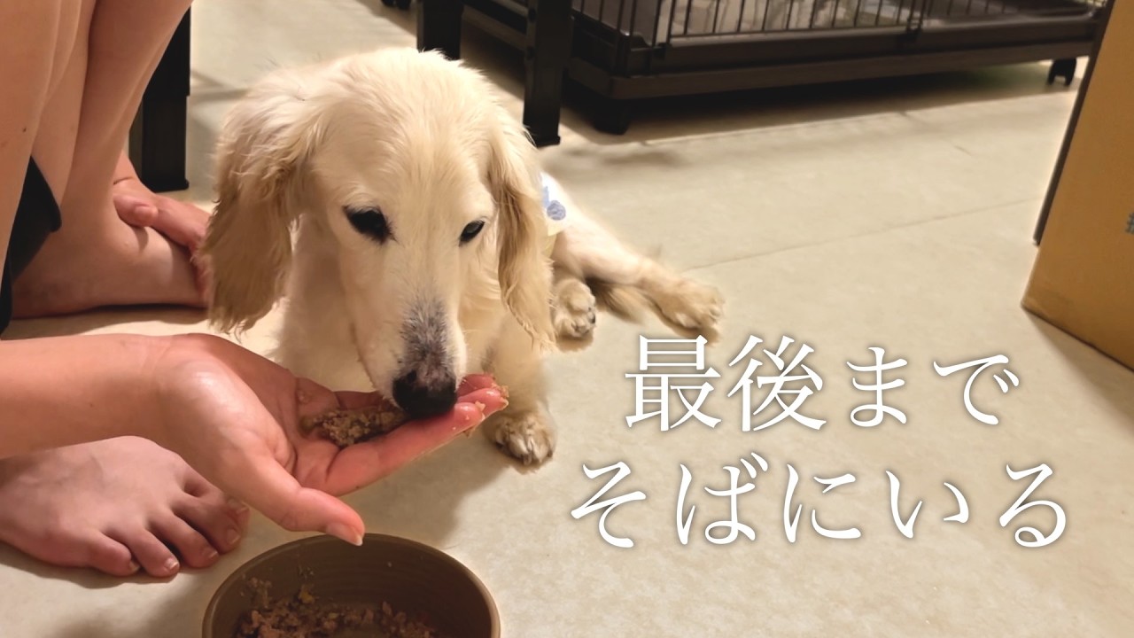 10歳で要介護になった保護犬と暮らした日々。