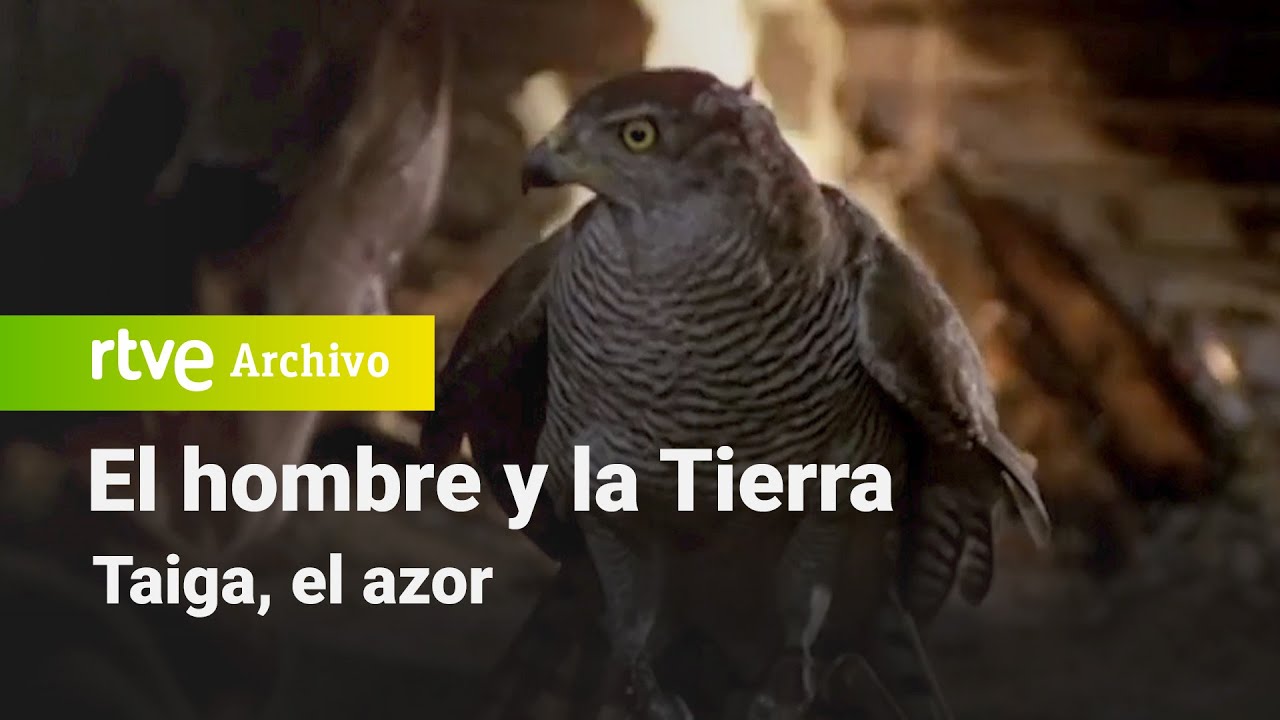 El hombre y la tierra: Capítulo 38 - Taiga, el azor | RTVE Archivo