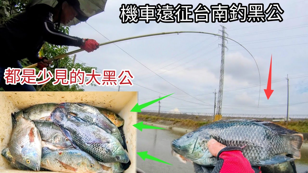 大黑公五六指大的很少看的到 這次就被我遇到了 機車我再次遠征台南南鯤鯓代天府旁頭港大排（373集）@Pin338548 阿平趴趴走