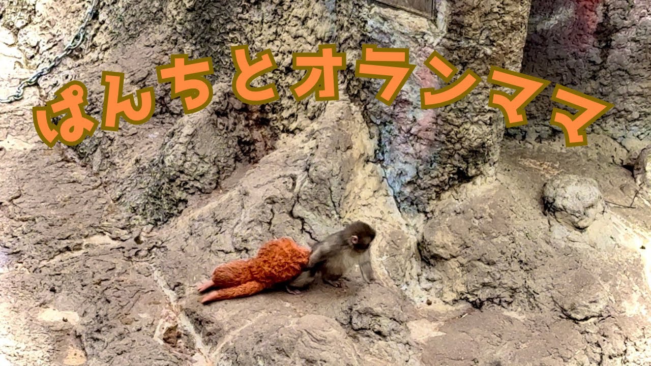 【市川市動植物園】パンチくんとオランママ！へそ天？！