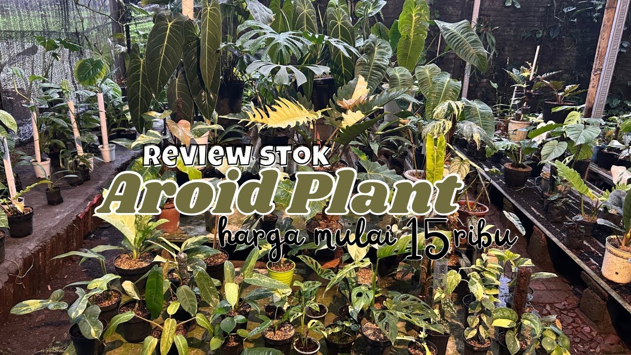 Review stok tanaman hias terbaru 2026‼️