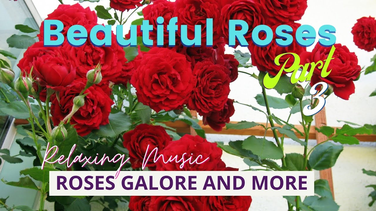 Beautiful Blooming Roses - Part 3