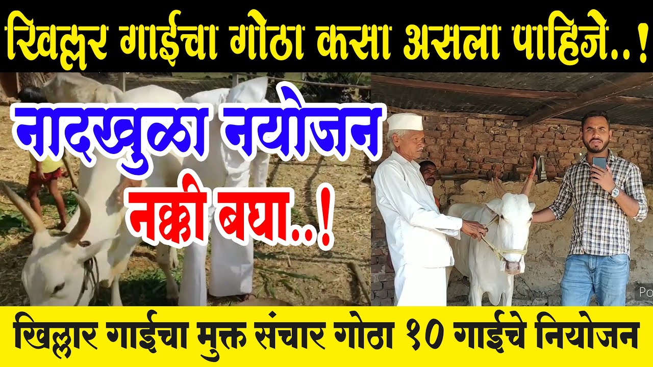 #khillar cow | खिल्लार गाय पालन | khilar gai chi mahiti | desi gay dairy farm