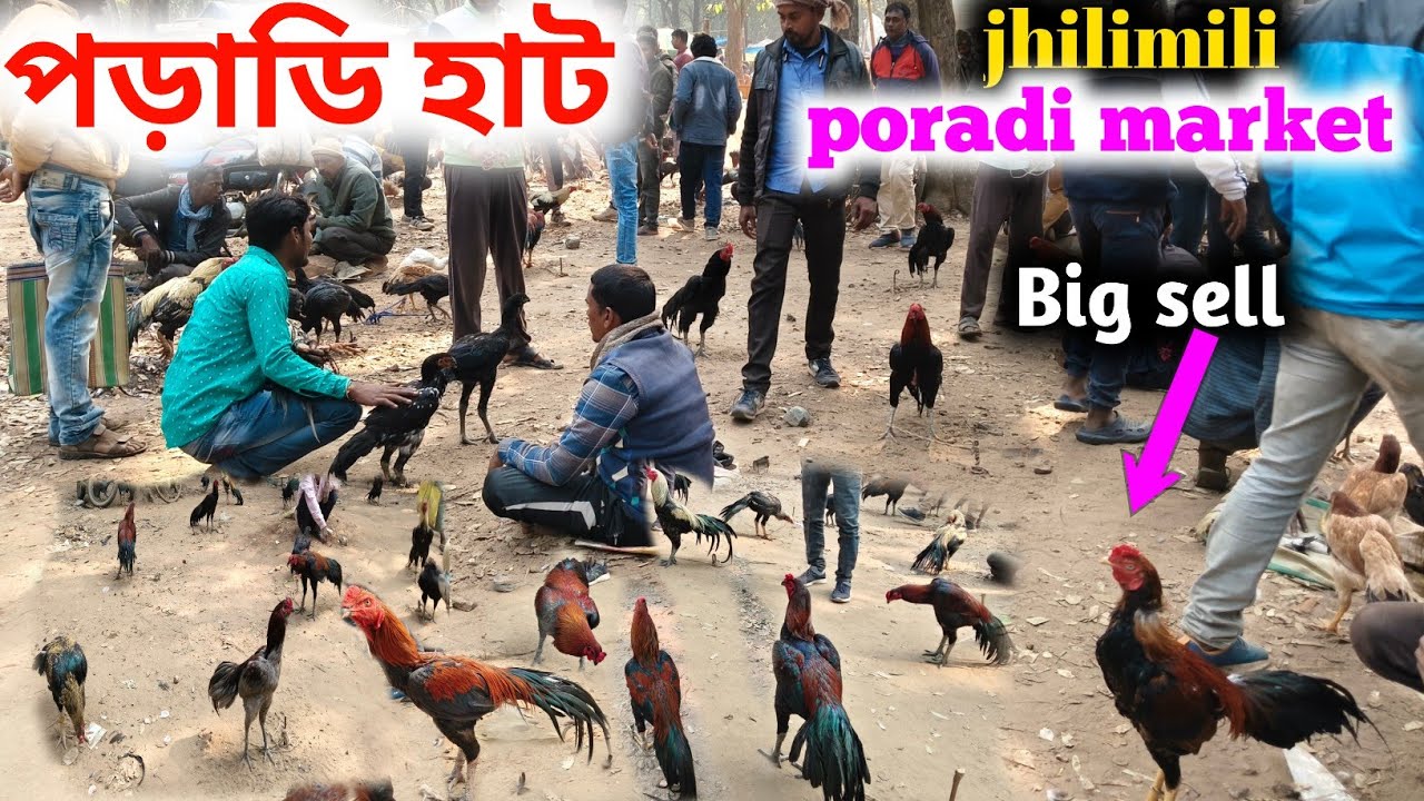 পড়াডি হাট || jhilimili poradi market 2026 || অনেক কম দামে মুরিগি সাড়া দিচ্ছে পড়াডি হাট এ 
