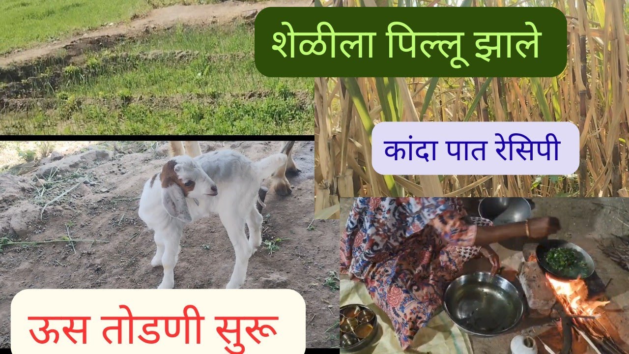 शेळीचे छोटे पिल्लू 🐐 | ऊस तोडणी सुरू 🚜 | लसूण–मेथीची शेती 🌱 | कांद्याची पात