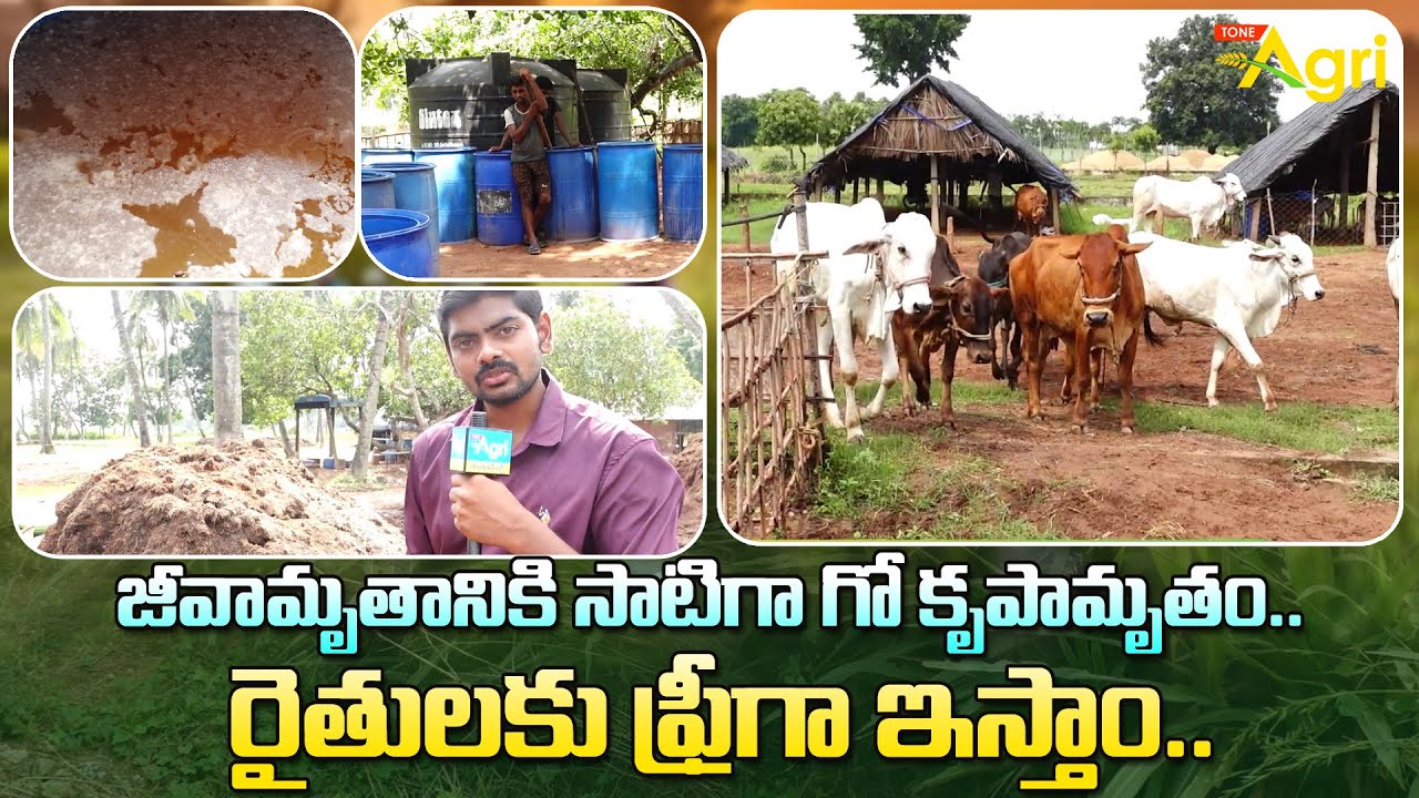 Go-Krupa Amrutam Preparation | జీవామృతానికి సాటిగా గో కృపామృతం.. రైతులకు ఫ్రీగా ఇస్తాం..! Tone Agri